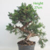 Chinese Juniper Bonsai Tree Part Trained Number 157P