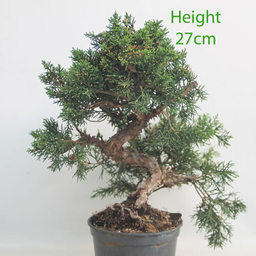 Chinese Juniper Bonsai Tree Part Trained Number 157P