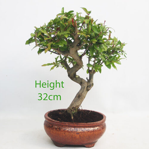 Pomegranate Nejikan Flowering Bonsai Tree Punica Number 104P