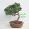 Chinese Juniper Bonsai Tree Number 155P