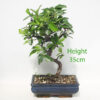 Pyracantha Flowering Bonsai Tree Number 52Y