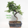 Pyracantha Flowering Bonsai Tree Number 150P