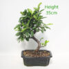 Pyracantha Flowering Bonsai Tree Number 240P