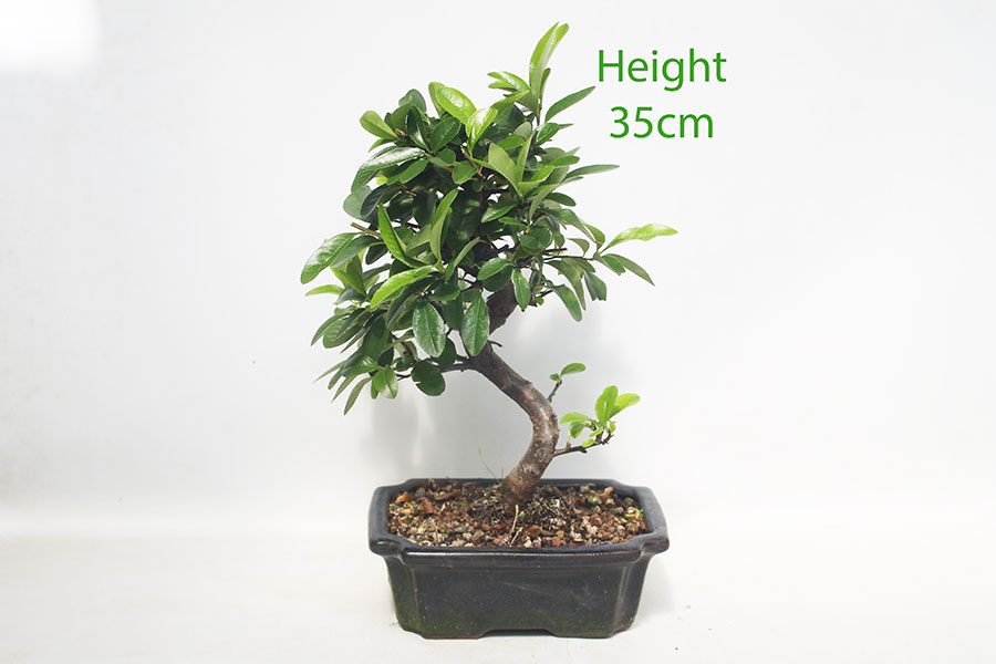 Pyracantha Flowering Bonsai Tree Number 240P