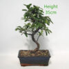 Pyracantha Flowering Bonsai Tree Number 326P