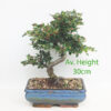Cotoneaster Flowering Bonsai Trees In 20cm Blue Pots available to buy online from All Things Bonsai Sheffield Yorkshire with free UK delivery