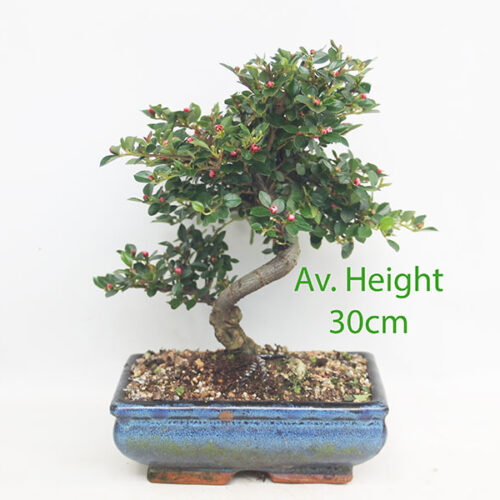 Cotoneaster Flowering Bonsai Trees In 20cm Blue Pots available to buy online from All Things Bonsai Sheffield Yorkshire with free UK delivery