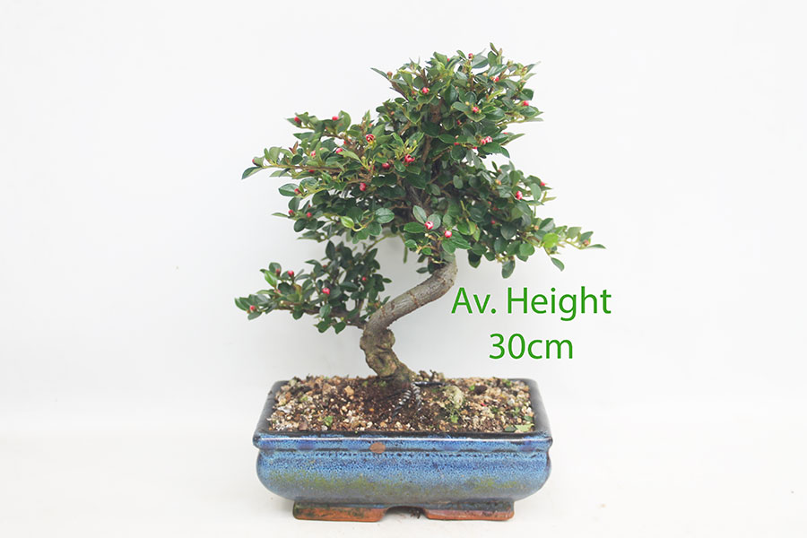 Cotoneaster Flowering Bonsai Trees In 20cm Blue Pots available to buy online from All Things Bonsai Sheffield Yorkshire with free UK delivery