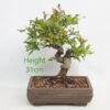 Pomegranate Nejikan Flowering Bonsai Tree Punica Number 231P