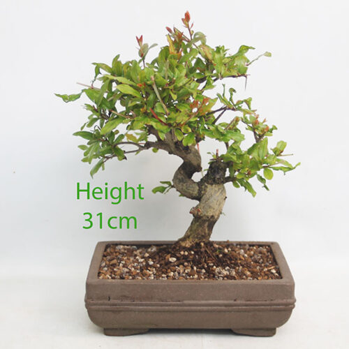 Pomegranate Nejikan Flowering Bonsai Tree Punica Number 231P