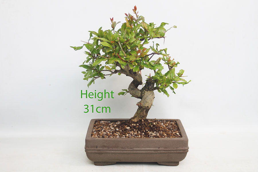 Pomegranate Nejikan Flowering Bonsai Tree Punica Number 231P