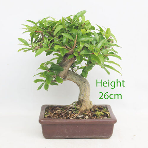 Pomegranate Nejikan Flowering Bonsai Tree Punica Number 342P