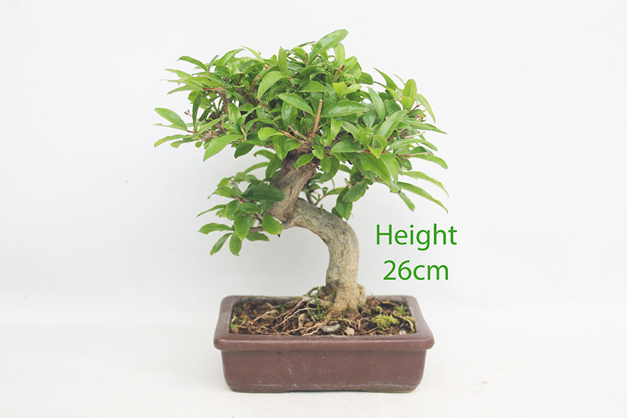 Pomegranate Nejikan Flowering Bonsai Tree Punica Number 342P