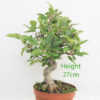 Crab Apple Flowering Bonsai Tree Part Trained Malus Number 52P