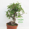 Crab Apple Flowering Bonsai Tree Part Trained Malus Number 286P