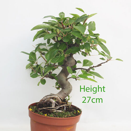 Crab Apple Flowering Bonsai Tree Part Trained Malus Number 286P