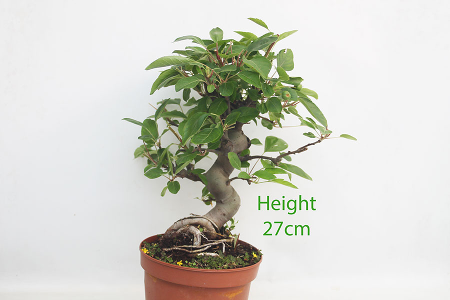 Crab Apple Flowering Bonsai Tree Part Trained Malus Number 286P