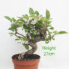 Crab Apple Flowering Bonsai Tree Part Trained Malus Number 270P
