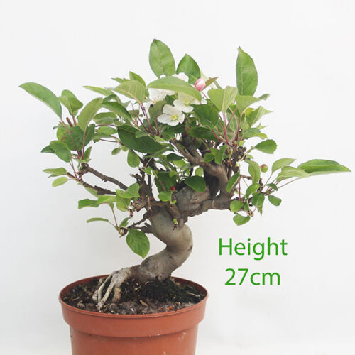 Crab Apple Flowering Bonsai Tree Part Trained Malus Number 270P