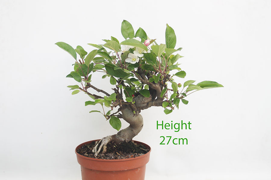 Crab Apple Flowering Bonsai Tree Part Trained Malus Number 270P
