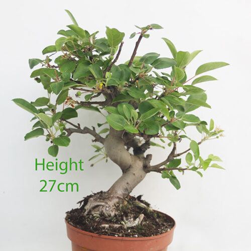Crab Apple Flowering Bonsai Tree Part Trained Malus Number 194P