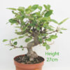 Crab Apple Flowering Bonsai Tree Part Trained Malus Number 212P