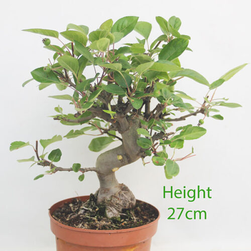 Crab Apple Flowering Bonsai Tree Part Trained Malus Number 212P