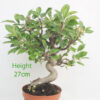 Crab Apple Flowering Bonsai Tree Part Trained Malus Number 58P