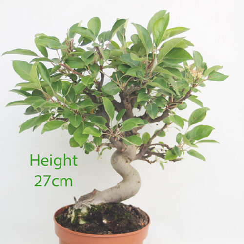 Crab Apple Flowering Bonsai Tree Part Trained Malus Number 58P