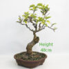 Mulberry Clearance Bonsai Tree Number 289P