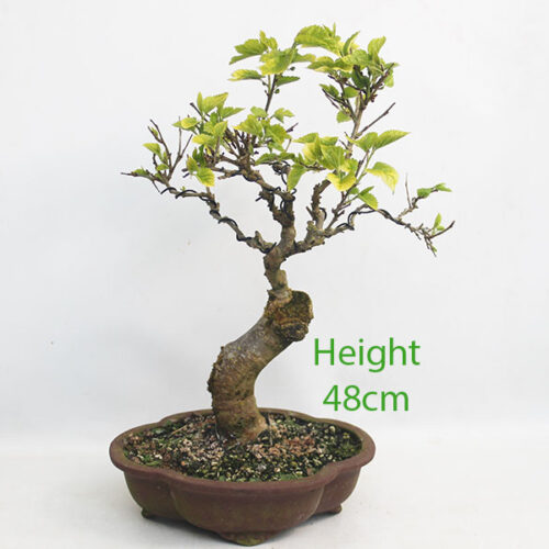 Mulberry Clearance Bonsai Tree Number 289P