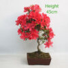 Azalea Flowering Bonsai Tree Number 274P