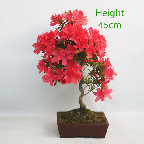 Azalea Flowering Bonsai Tree Number 274P