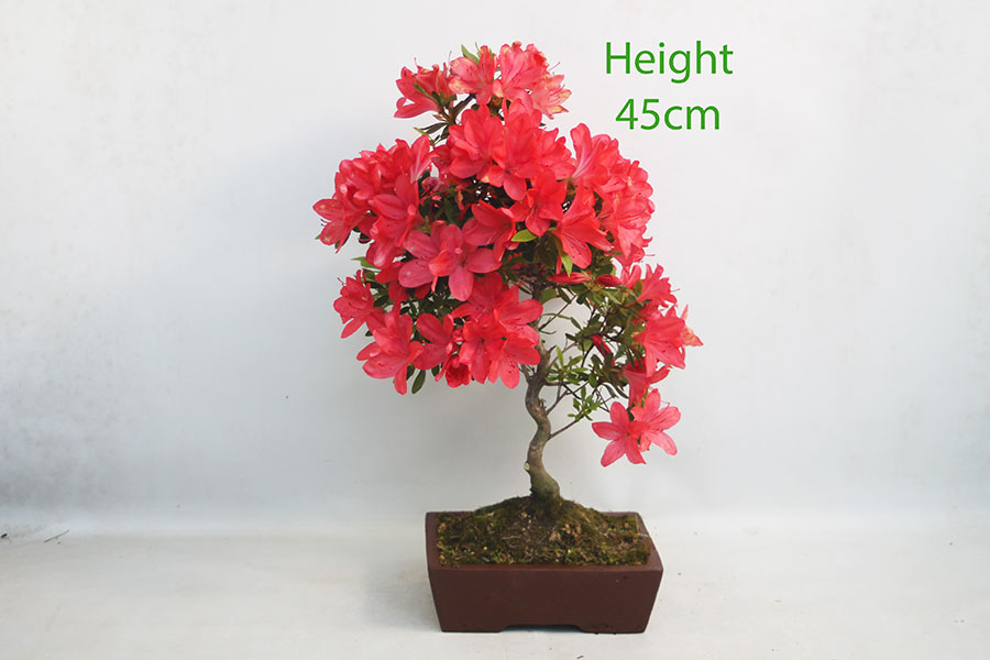 Azalea Flowering Bonsai Tree Number 274P