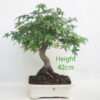 Acer Palmatum Japanese Maple Bonsai Tree Number 113P