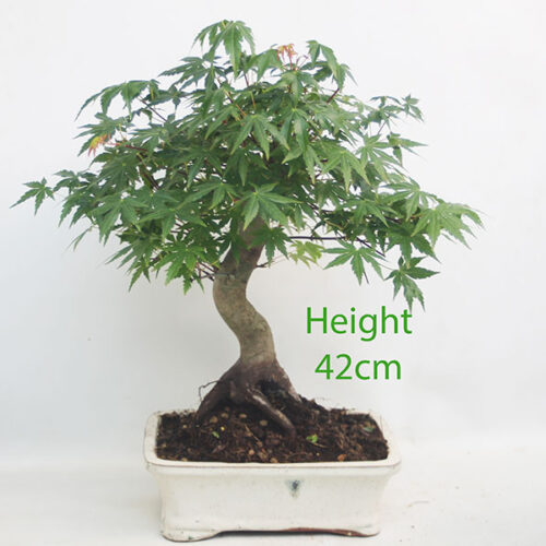 Acer Palmatum Japanese Maple Bonsai Tree Number 113P