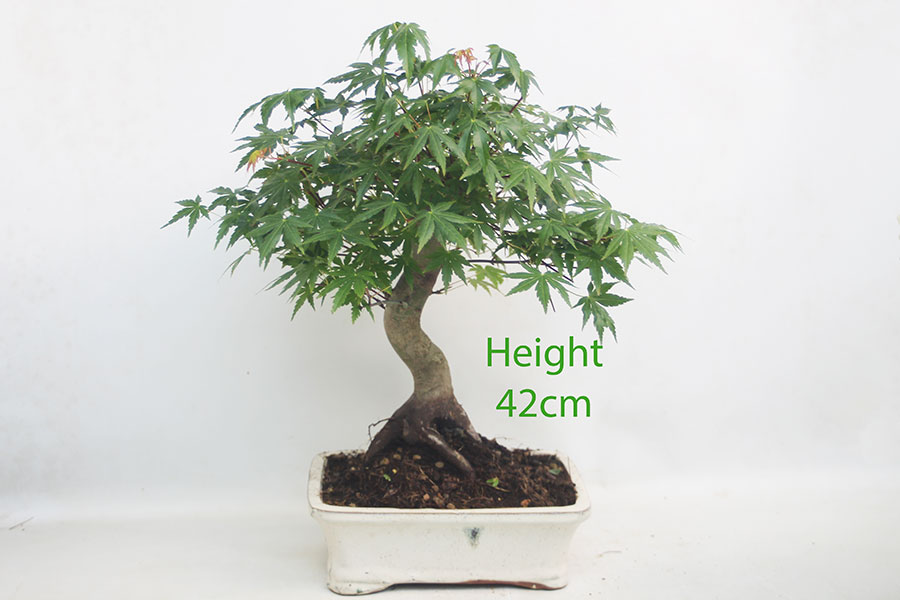 Acer Palmatum Japanese Maple Bonsai Tree Number 113P
