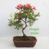Azalea Flowering Bonsai Tree Number 23P