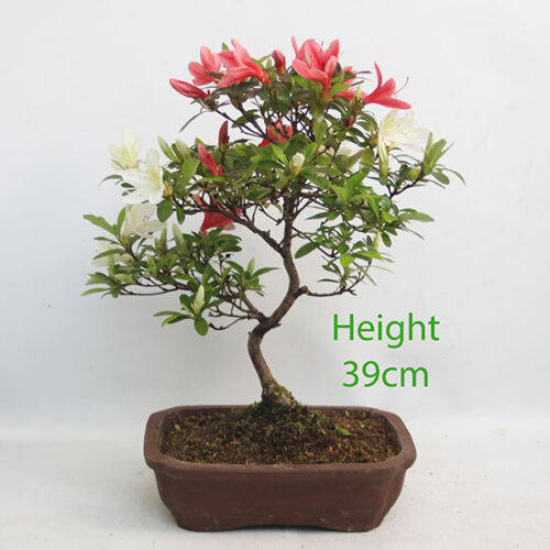 Azalea Flowering Bonsai Tree Number 23P
