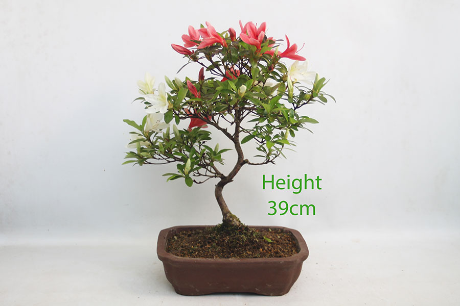 Azalea Flowering Bonsai Tree Number 23P