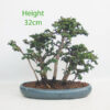 Sekka Hinoki Cypress Bonsai Tree Number 346P