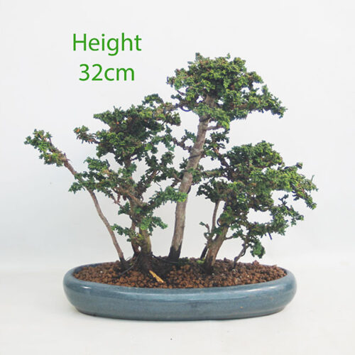 Sekka Hinoki Cypress Bonsai Tree Number 346P