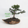 Sekka Hinoki Cypress Bonsai Tree Number 57Y