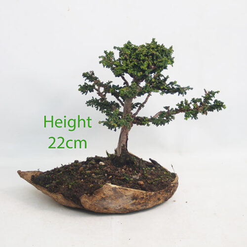 Sekka Hinoki Cypress Bonsai Tree Number 57Y