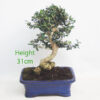 Olive Bonsai Tree Number 113P