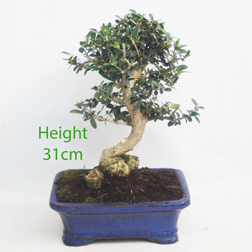 Olive Bonsai Tree Number 113P
