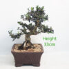 Olive Bonsai Tree Number 91P