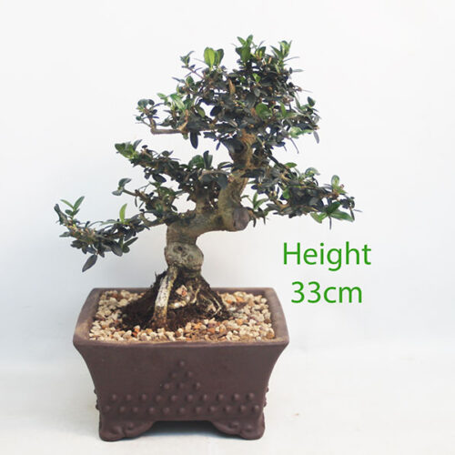 Olive Bonsai Tree Number 91P