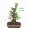 Cork Bark Chinese Elm Bonsai Tree Number 166P