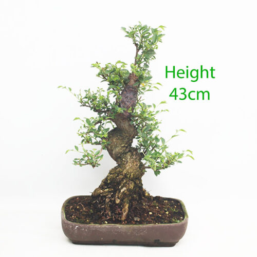 Cork Bark Chinese Elm Bonsai Tree Number 166P